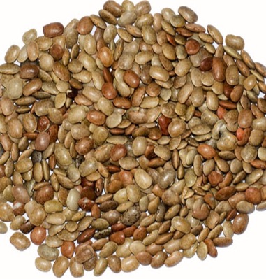 Horse gram pulses from the Mysore region
