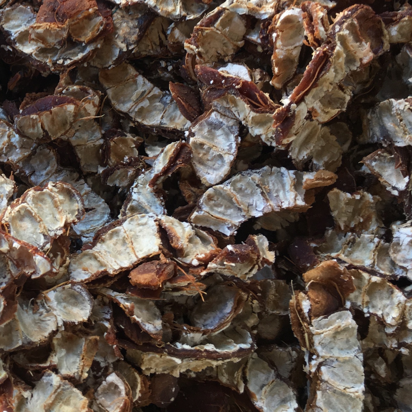 Mysore tamarind known for its pulpiness and sweet taste